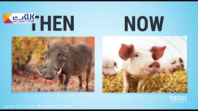 چقدر تربیت روی ظاهر حیوانات تاثیر گذاره !!تفاوت نسل قبلی و نسل الان رو ببینید