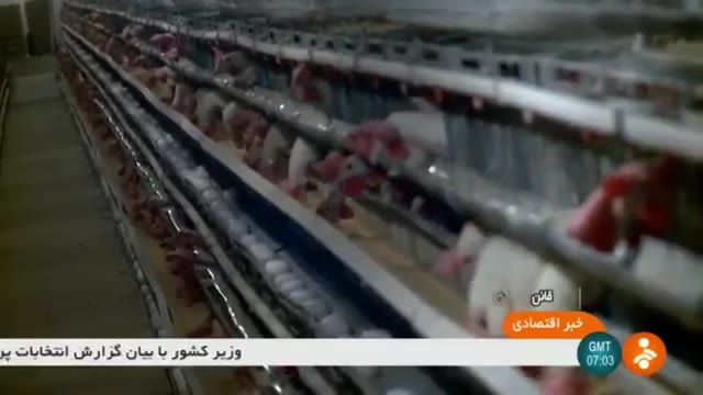 Iran Industrial Chicken Egg farming, Qaen county پرورش صنعتی مرغ تخم گزار قاین ایران