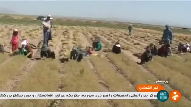 Iran Cumin harvesting, Bardaskan county برداشت زیره شهرستان بردسکن ایران