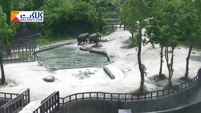 تصاویر جذاب و دیدنی از نجات بچه فیل از غرق شدن توسط فیل های بزرگتر در باغ وحش