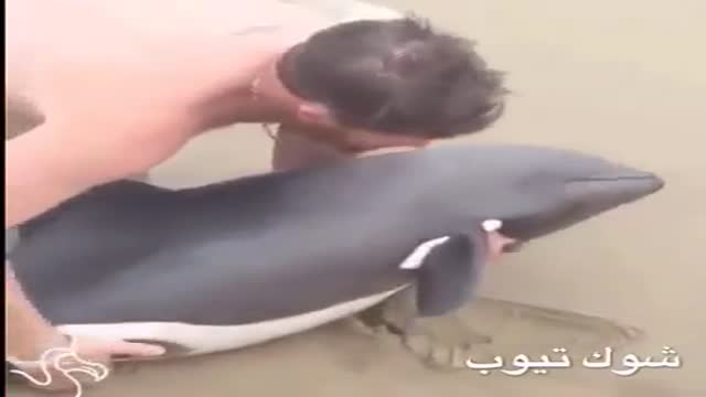 ‫نجات دلفین به گل نشسته‬‎