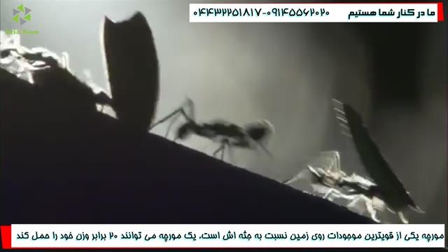 رازهای زندگی عجیب مورچه های بافنده!!