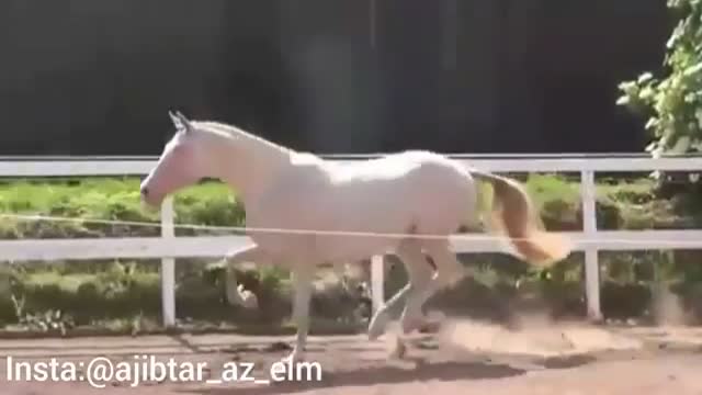 آخال تک اسبی از نژاد ترکمن به عنوان  زیباترین اسب جهان