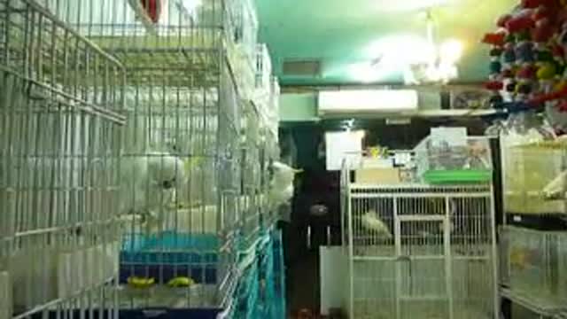 ‫طوطی های کاکادو در پرنده فروشی تخصصی طوطی سانان‬‎