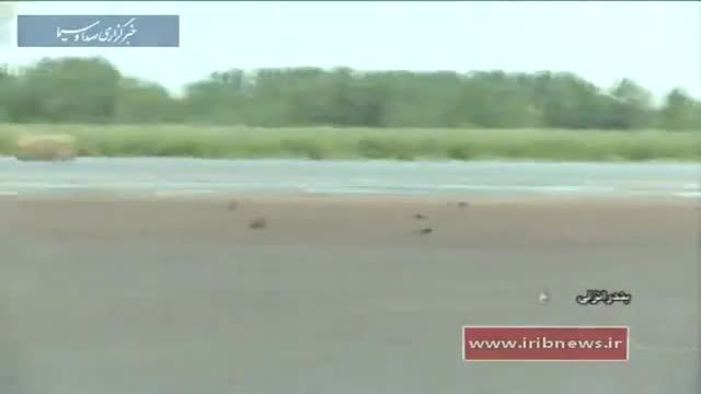 Iran Migrating Swallows, Anzali lagoon lake مهاجرت پرستوهای دریایی مرداب انزلی ایران