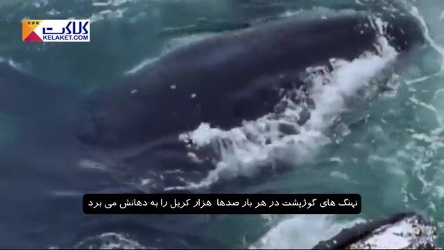 نهنگ ها برای خوردن ماهی کریل (غذای تابستان)هزاران مایل شنا کردند