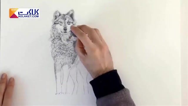 آموزش گام به گام طراحی زیبای یک گرگ با مداد 