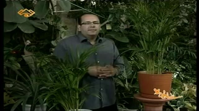 ‫معرفی گیاه اریکا Areca palm‬‎