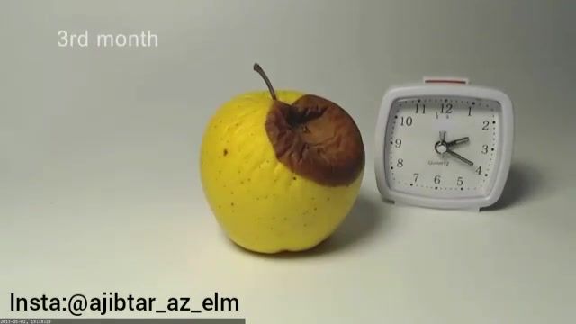 کلیپ جالبی از تایم لپس فاسد شدن یک سیب در گذر زمان