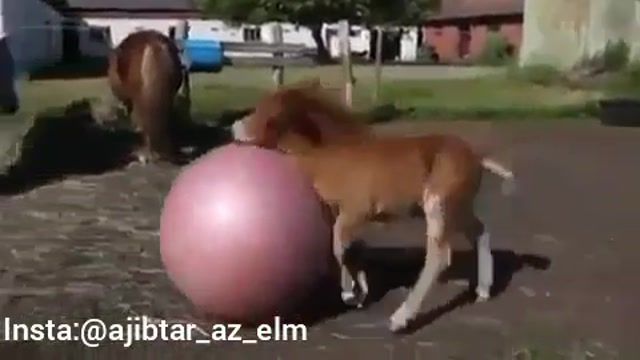 کره اسب کوچکی که عاشق بازی با توپ است!؟