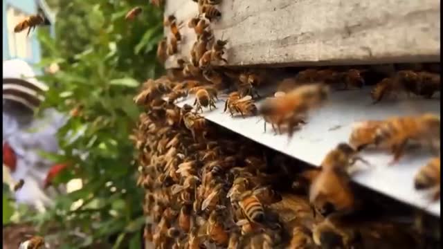 معجزه بره موم زنبور عسل در درمان سرطان
