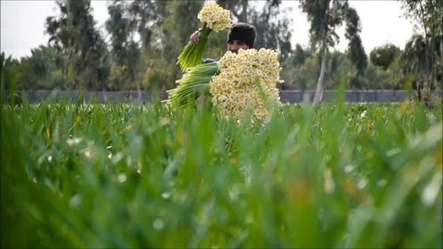 ‫برداشت گل نرگس در خوزستان‬‎