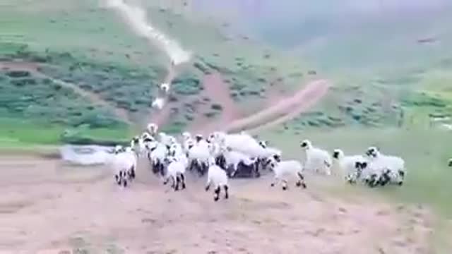 مهر مادری،گوسفندهای مادر به بره هایشان ملحق می شوند