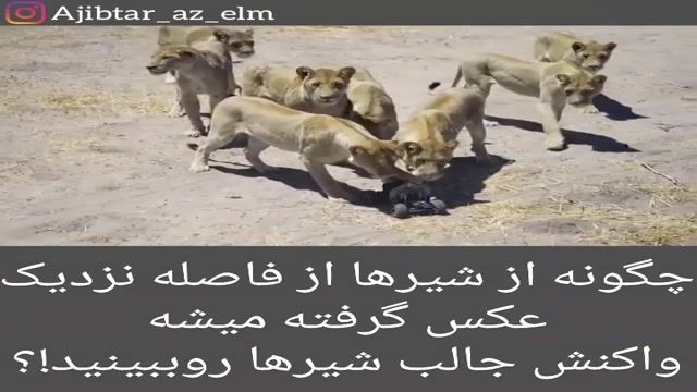 واکنش جالب شیرها به عکس انداختن از آن ها