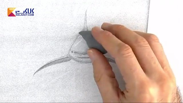آموزش نقاشی با مداد سیاه: آموزش کشیدن کوسه 