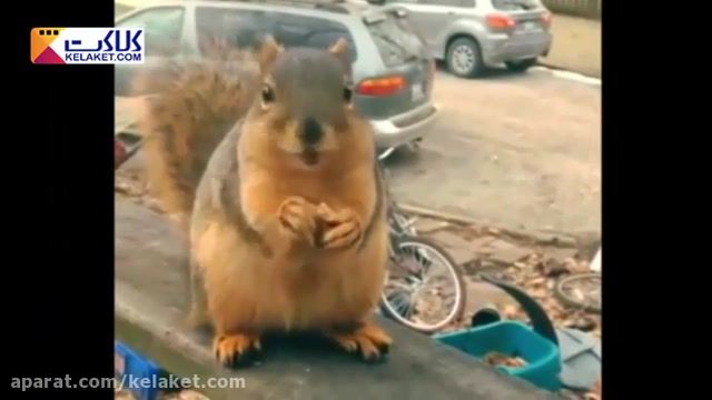 چند ویدیوی دیدنی و خنده دار از سنجاب های کوچولوی بانمک و دوست داشتنی 