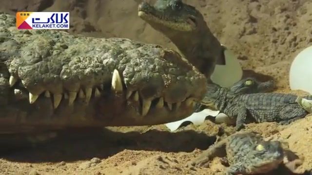 عکس العمل تمساح مادر نسبت به تخم هایش که توسط یک ربات تمساح ضبط شده
