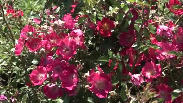 ‫گل های رُز ایران زینت بخش گلستان شهر رم‬‎