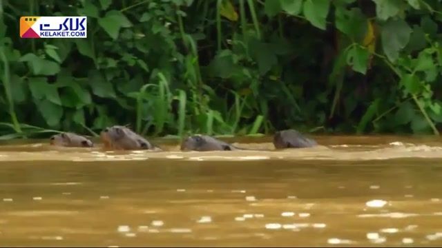 صحنه های جالب فرار سمورهای آبی درسیل آب رودخانه ای که تمساح هادر آن کمین کردند 