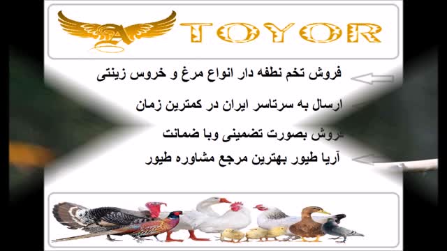 فروش تخم نطفه دار طوطی کاسکو وتخم نطفه دار انواع نژاد طاووس