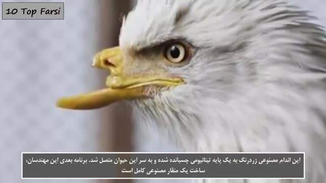 ‫11 تا از حیوانات با اندام مصنوعی Top 10 Farsi‬‎