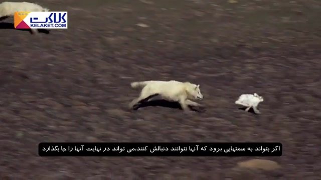 ویدیویی دیدنی از حمله دسته گرگها به خرگوشهای صحرایی