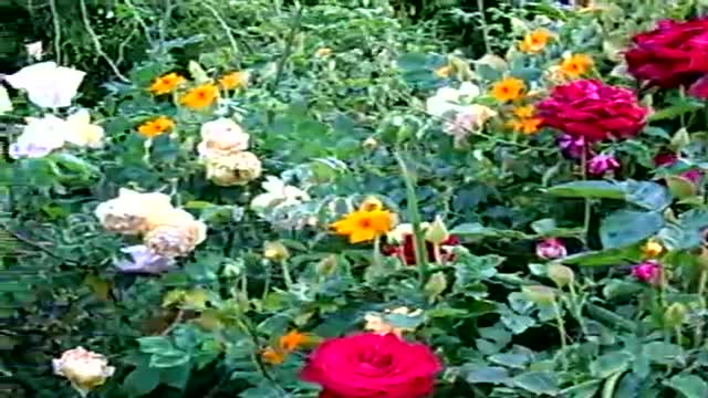 ‫آشنایی با  باغبانی  The 4 main elements of good gardening, short lecture in Persian‬‎