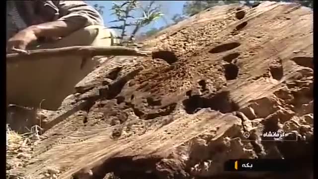 Iran Oak trees in Zagros mountain situation, Kermanshah وضعیت درختان بلوط کوهستان زاگرس کرمانشاه
