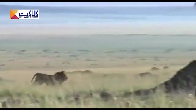 قدرت فوق العاده مادران برای محافظت ازبچه هایشان!شجاعت بینظیر یوزپلنگ در برابرشیر