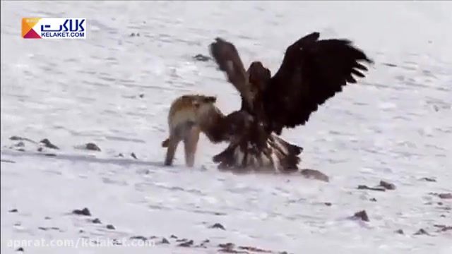 صحنه های جذاب و دیدنی شکار روباه توسط عقاب طلایی مغول 