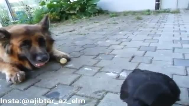 توپ بازی کلاغ و سگ ، دوتا از باهوش ترین حیوانات