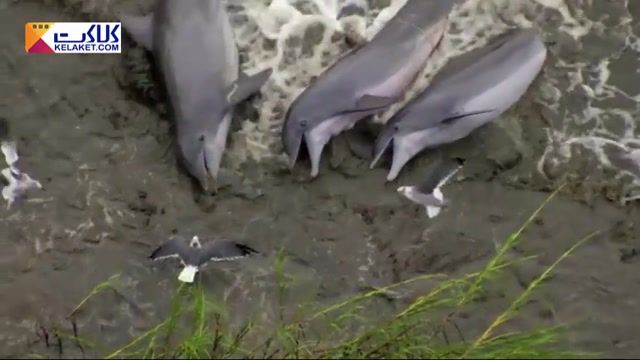 صحنه های دیدنی و  جالب از همکاری گروهی دلفین ها برای بدست آوردن طعمه 