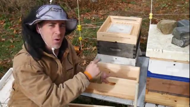 آموزش پرورش زنبور عسل بطور کامل و جز به جز