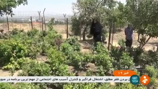 Iran Miniature fruit trees cultivation, Hamadan county کاشت درختان میوه مینیاتوری شهرستان همدان