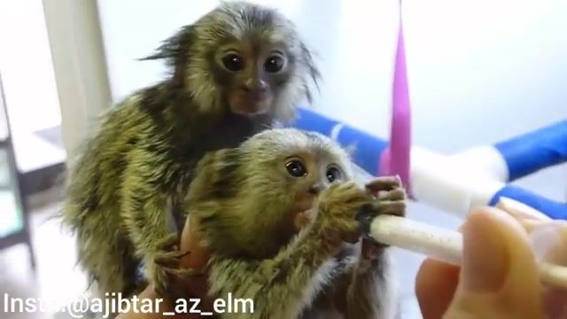 غذا دادن با سرنگ به میمون کوتوله