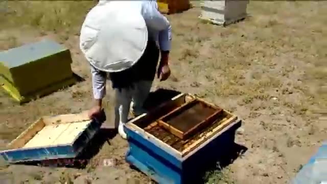 کاهش تولید عسل ارگانیک در کشور به دلیل مصرف سموم و کودهای شیمیایی