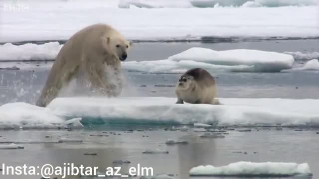 شکار سیل بوسیله خرس قطبی