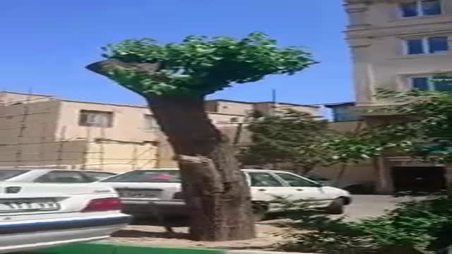 جابجایی درختان بزرگ داخل ملک و ساختمان پیمانکار پایه یک شهرداری