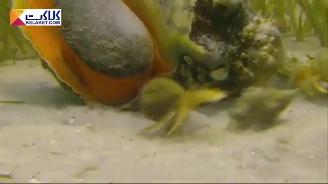 علاقمندی خرچنگ های گوشه گیر به صدف حلزونی اسب(باسرعت ماشین فراری دربین حلزونها)