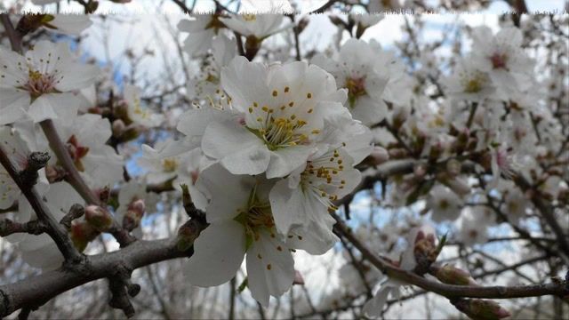 روستای زرجه بستان (شکوفه های درختان بادام) - استان قزوین