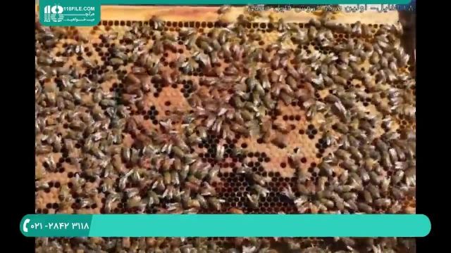 درمان بیماری فلج زنبوری قسمت 2