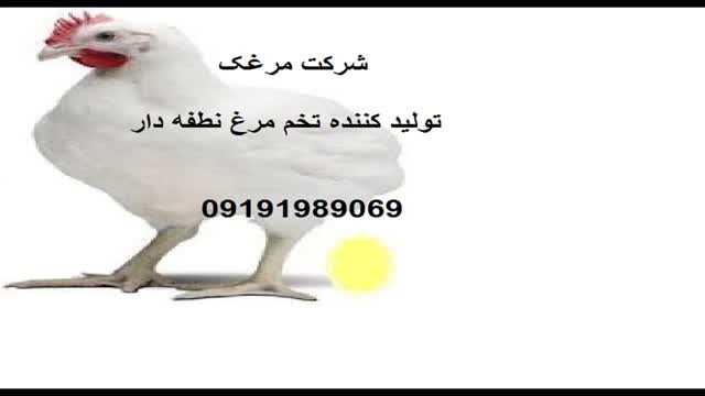 قیمت تخم مرغ نطفه دار درقزوین