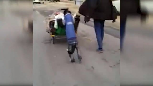کلیپی عجیب از سگی که مشغول به کار بازیافت زباله است!!