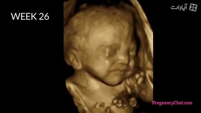 کلیپ رشد جنین  در طول 9 ماه 