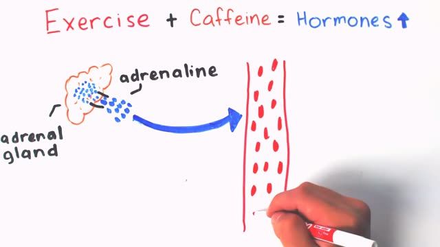 چگونه قهوه بر سوخت و ساز بدن تاثیر می گذارد