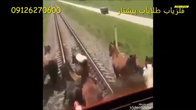 حوادث از برخورد قطار با حیوانات