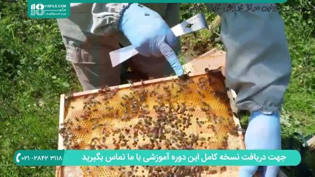 فیلم آموزش تکانی در زنبورداری نوین