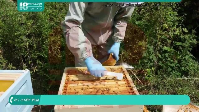 آموزش مهارت های زنبورداری