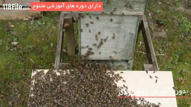 فیلم آموزش زنبورداری بصورت کامل و گام به گام-www.118file.com