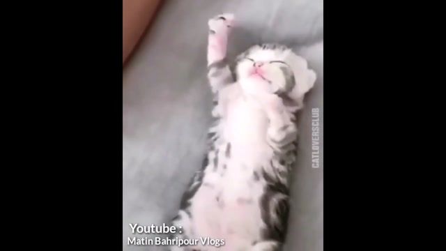 گربه ی خواب آلو